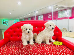 Club K9 Toy Poodle Kopek Fiyatlari Ilanlari Poodle Kopek Yavru Kopek