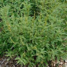 Image result for Indigofera filipes