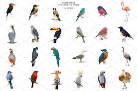 Big Bird With Colorful Feathers Pin On Illustration By Natalka Dmitrova