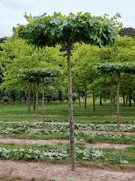 Dach Platane Platanen Baume Garten Dachplatane