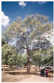 Image result for Zanha africana