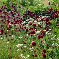Purple Allium Bulbs Drumstick Allium Sphaerocephalon Persian Onion Bulb Flowers Allium Garden Flowers Canada