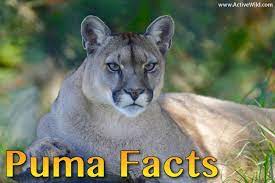 This hd wallpaper is about nature, animals, pumas, animal wildlife, mammal, animals in the wild, original wallpaper dimensions is 1920x1080px, file size is 350.17kb. Puma Facts For Kids Students Adults With Pictures Video Information