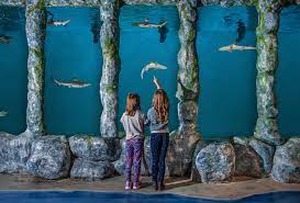 Oklahoma S Newest Aquarium Blue Zoo Is Located Inside A Mall And It S The Coolest Thing Ever