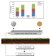 Arsenic Species In Wheat Raw And Cooked Rice Exposure And Associated Health Implications Sciencedirect