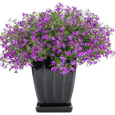 Image result for Lobelia thermalis