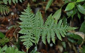 Image result for Ctenitis