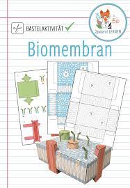 biomembran modell bastelaktivitat unterrichtsmaterial im fach biologie biologie klassenzimmer zelltheorie unterrichtsmaterial