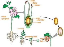 Pollination And Fertilization Of Plants Google Search Science Lessons Plant Science Biology Plants