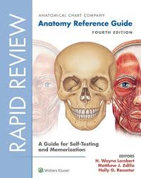 rapid review anatomy reference guide