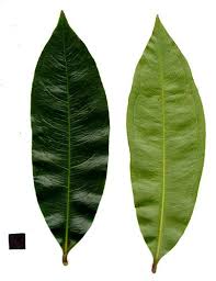 Image result for Brackenridgea