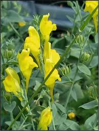 Image result for Euryops subcarnosus