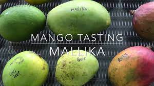Just one orange gives you all the vitamin c you need for the day. Florida Mango Tasting Mallika Mangos Youtube