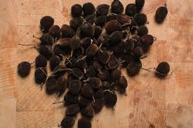 Image result for Dialium guineense