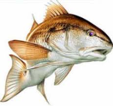 North Carolina Saltwater State Fish Channel Bass Red Drum Fish Red Fish Fish Artwork