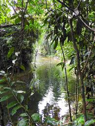 Ultimate Guide To The Daintree Rainforest Mikayla Jane Travels Rainforest Pictures Rainforest Plants Daintree Rainforest