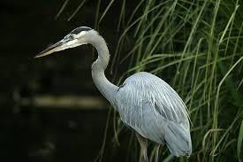 Water Birds Of North Georgia Great Blue Heron La Chua Trail 2 2 13 List Of Birds Birds Birds Of Georgia
