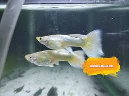 Krishna Aqua Farm Kerala Ornamental Fish Farm Home Facebook