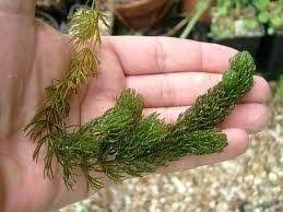 Image result for Ceratophyllum