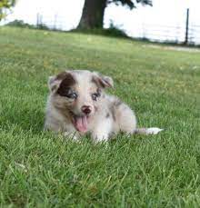 Red Merle Border Collie Puppy Yawning In The Green Grass Border Collie Puppies Collie Puppies For Sale Border Collie
