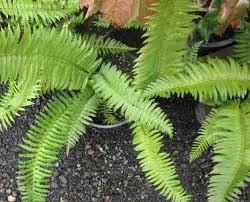 Image result for Polystichum sinense