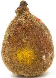 Vastughar Ekakshi Nariyal Laghu Nariyal Decorative Showpiece 6 Cm Price In India Buy Vastughar Ekakshi Nariyal Laghu Nariyal Decorative Showpiece 6 Cm Online At Flipkart Com Importance of hatha jodi • after energizing hatha jodi by tantric rituals it has amazing hidden powers which helps you to fight from bad luck and money related problems. vastughar ekakshi nariyal laghu