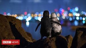 Penguins are a group of aquatic flightless birds. Widowed Penguins Hug In Award Winning Photo Bbc News