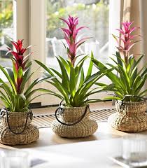 Whilst we can most definitely remedy a lack of sunlight with artificial lamps, plants need direct sunlight due to their chlorophyll content i.e. 22 Plants That Grow Without Sunlight India Gardening