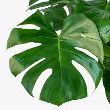 Testo i ()in quella parte del libro de la mia memoria, dinanzi a la quale poco si potrebbe leggere, si trova una rubrica la quale dice: Greenery Unlimited Monstera Deliciosa Care
