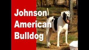 We are currently working with other kennels to continue breeding a variety of johnson and bully type dogs. Johnson American Bulldog Youtube