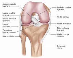 An injury to these ligaments usually involves a significant force, such as a fall while skiing or a direct impact to the side of the leg. Knee Radiology Key