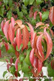 Image result for Flacourtia