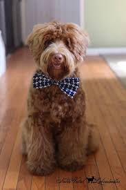 Step 2) first and foremost: Australian Labradoodle Grooming Home Facebook