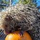 Pumpkin Smash at the Central Coast Zoo event image