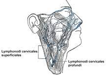 If there is a concern about them, one should definitely see a doctor. Cervical Lymphadenopathy Wikipedia