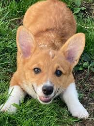 Just wanted to introduce my corgi siblings Tank and Jax! Corgis are the  best!!