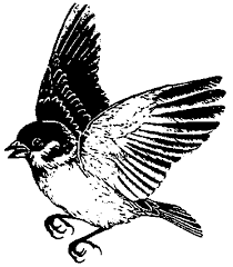 Bildergebnis für sperling