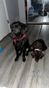 Lost my 2 labrador retrievers last night! They go by Zuko and Azula. I love  them in parkville near the national golf course. Went searching for 3hrs  with no luck. If anyone