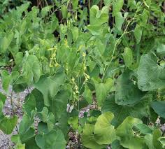 Image result for Aristolochia triactina