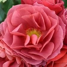 My old roses seem to agree. Hot Cocca