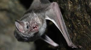 They are quiet, nocturnal and most of their colonies are quite small. Vermont Bats Still In Trouble Basement Medicine