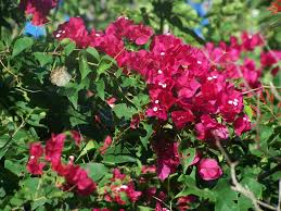 Bougainvillea Plants Plant Zones Bougainvillea