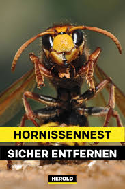 Hornissennest Entdeckt Das Ist Zu Tun Hornissen Nestchen Hornisse