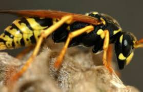 With our innovative pest control for ants and friendly customer service, we. Complete Pest Prevention Ant Spiders Bee Wasp Yellow Jacket And Rodent Control Kennewick Pasco Richland And Tri Cities Wa