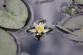 Fast alle bilder dieser galerie entstanden im laufe mehrerer makrofotografiekurse jeweils im botanischen garten in bern (boga). Erhohlung Und Ruhen Finden Im Botanische Garten Bern Botanischer Garten Loslassen Lernen Lernen