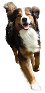 Dog Care Services | Doggy Day Care & Boarding | Camp Bow Wow