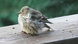 A multistate salmonella outbreak caused by the allium has infected at. Bird Feeders Blamed For Deadly Salmonella Outbreak Says B C Wildlife Rescue Group Globalnews Ca