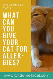 Allergy Medicine For Cats What Can I Give My Cat For Allergies Cat Medicine Cat Allergies Allergy Medicine
