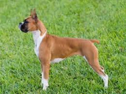 Boxer Elityavru Com