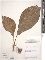 Image result for Culcasia orientalis